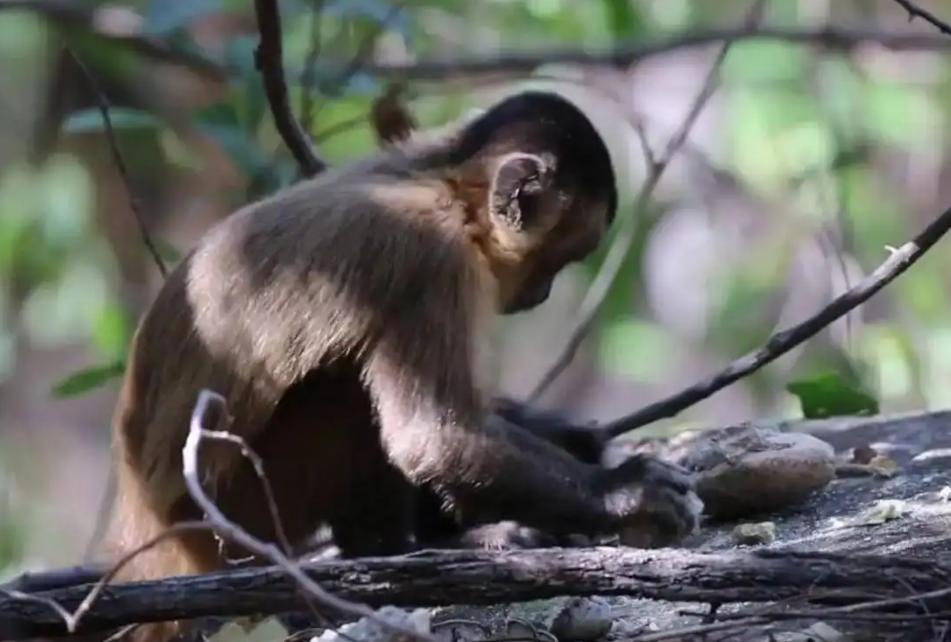 国字形脸的猴子,国字脸和络腮胡的猴子