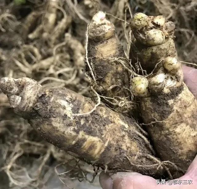 野生东北人参功效贵不贵,东北买的几块钱一根的人参怎么样