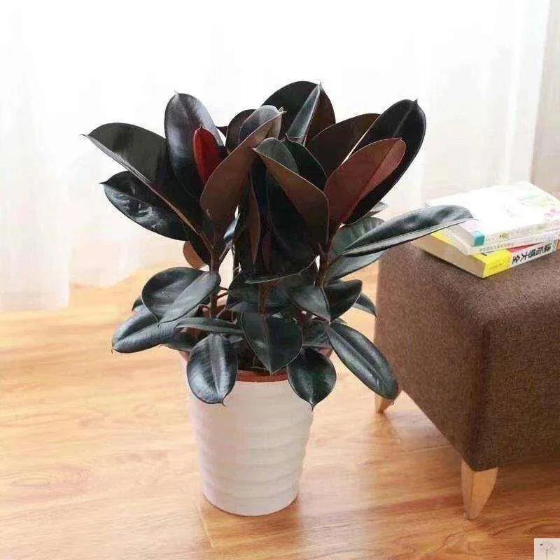 家中适合种的五种树,客厅里最好养的树幸福树怎么养