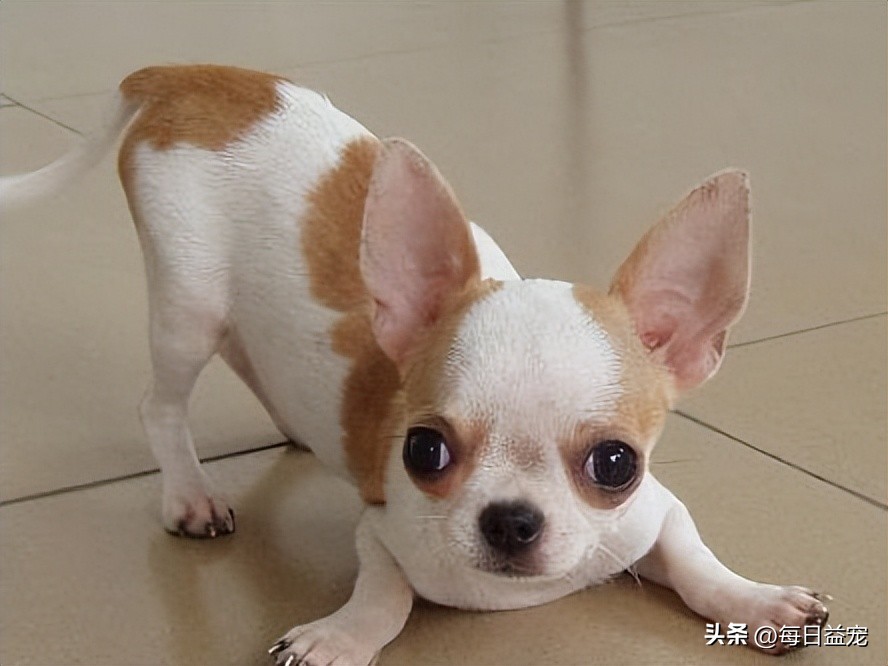 适合女生养还会保护你的小型犬,适合新手养不爱叫又聪明的小型犬
