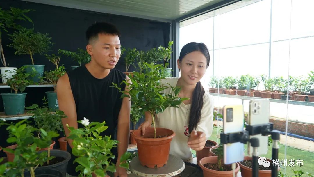 横州市:茉莉花盆栽热销全国香飘万里