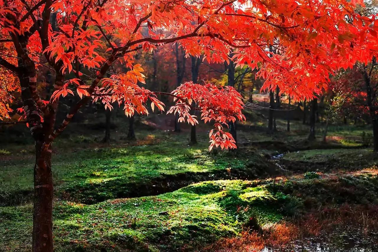 江上渔者朗诵,江上渔翁