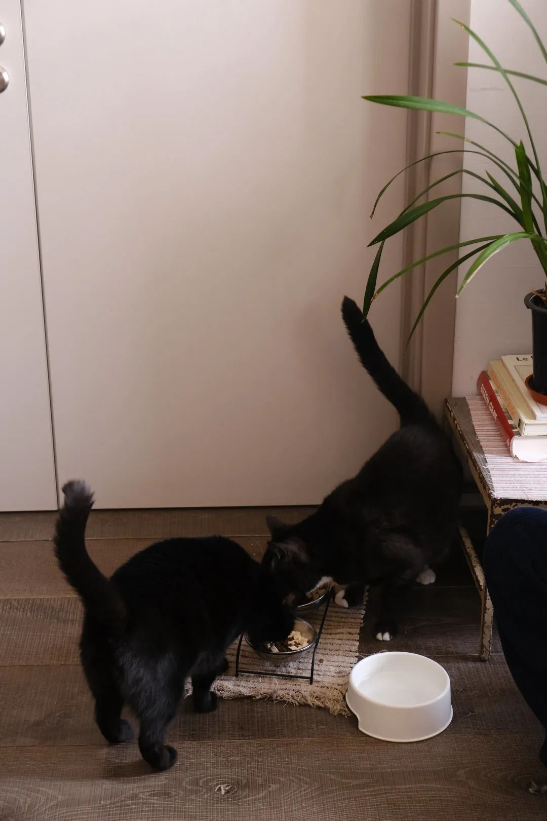 一个人住两个家？她的帝都生活，我羡慕坏了