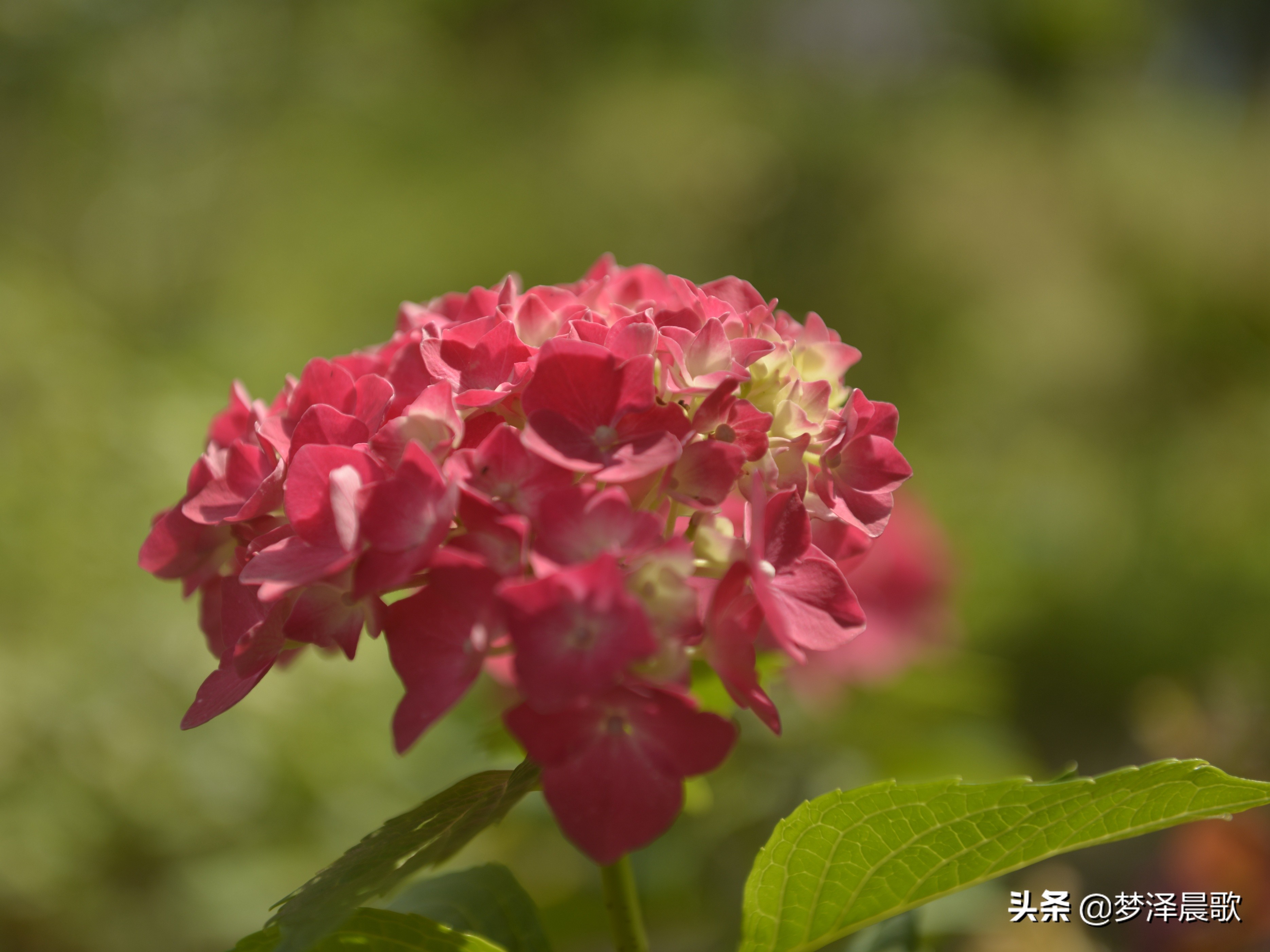 绣球花季不可错过的风景,满山遍野绣球花开惹人醉