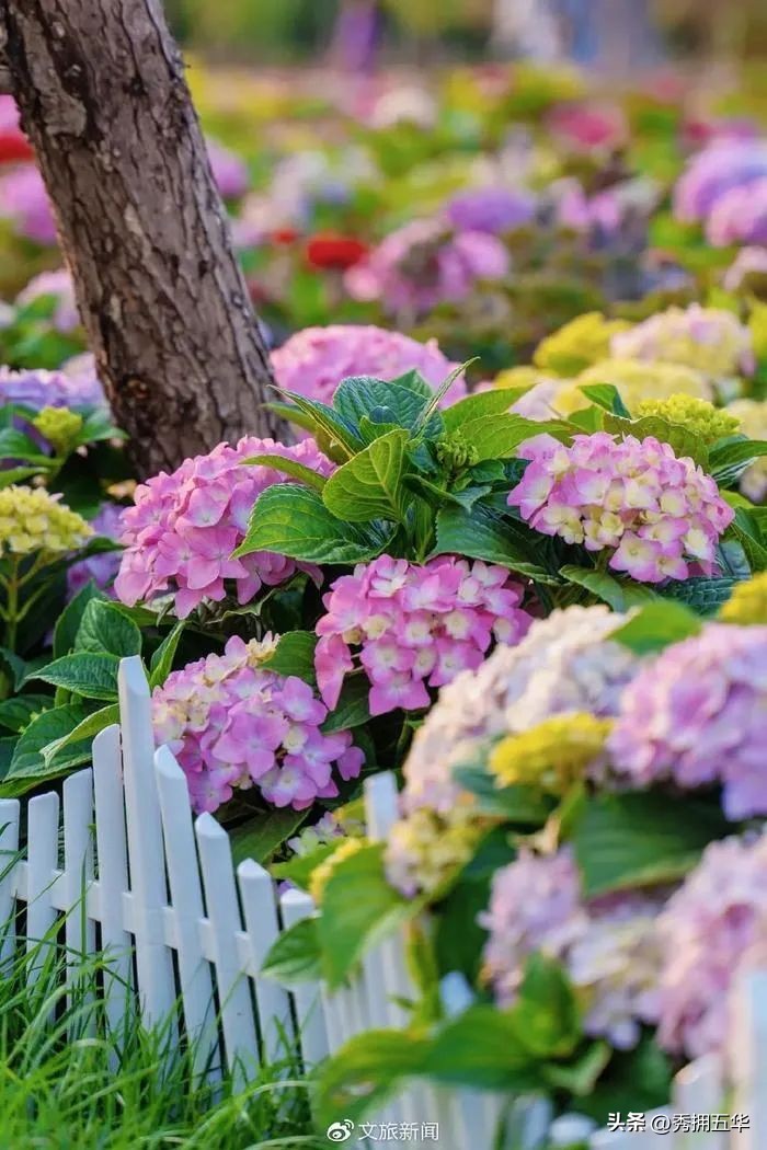 周末去哪里玩最合适昆明,昆明景点莫奈花园