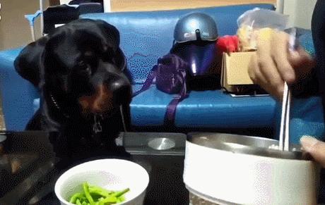 养狗新手该养啥宠物好呢,新手养狗不建议养这四种