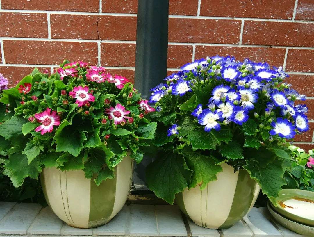 4种花适合新手养漂亮好养,20种坑人的花