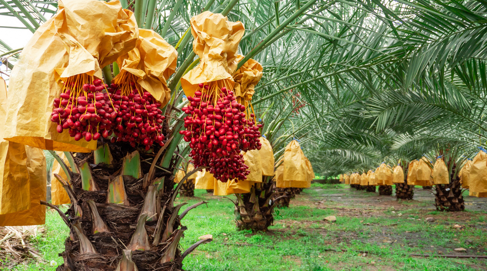 椰枣之类的干果,辟谣水果
