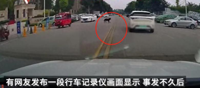 最新后续！成都2岁女童遭烈犬撕咬，右肾挫裂，狗主人发声被声讨