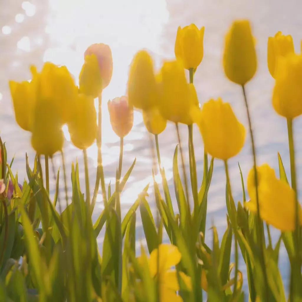 黑色背景郁金香高清图片,粉色郁金香背景视频