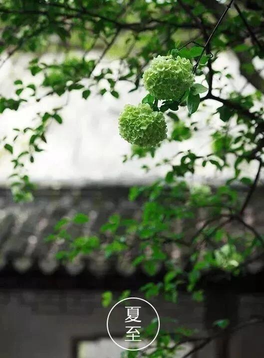 生如夏花蝶舞幽帘歌词,生如夏花繁花似锦下一句