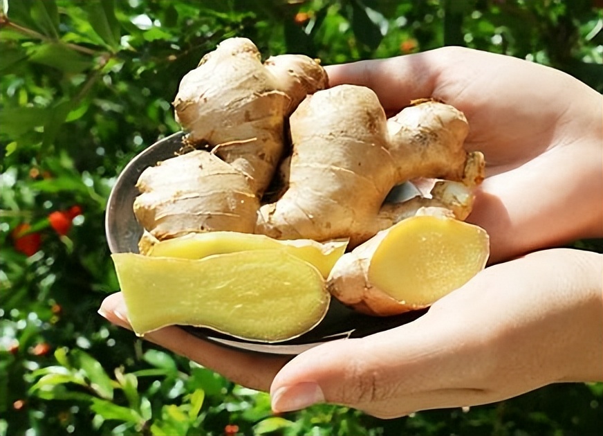 怀孕吐得厉害跟孩子智商有关吗,怀孕时吐得厉害