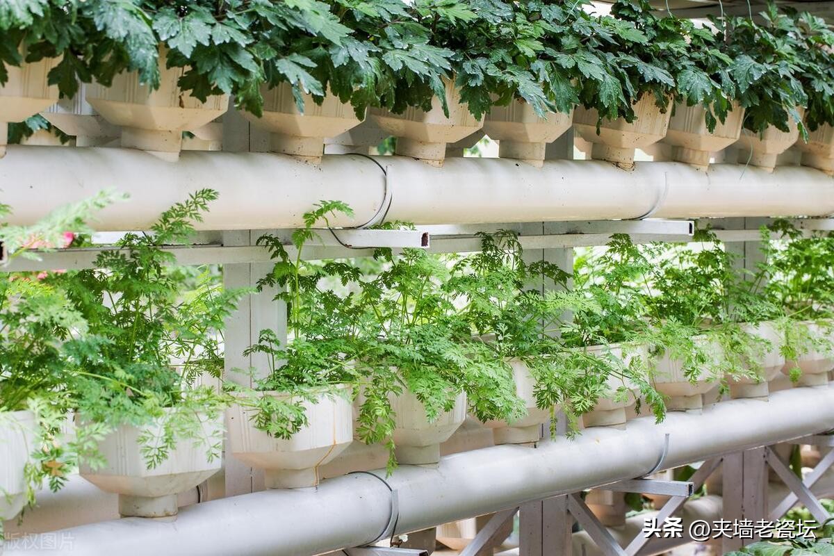 退休老人创业赚钱吗,退休后想在农村创业做什么好