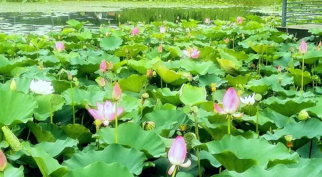 郑州周末学生游玩推荐,郑州夏天周边适合孩子玩免费景点