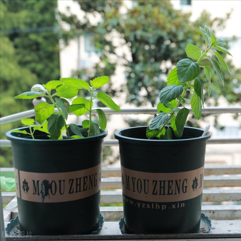 薄荷长得又细又长怎么剪枝,薄荷盆栽越长越细怎么回事