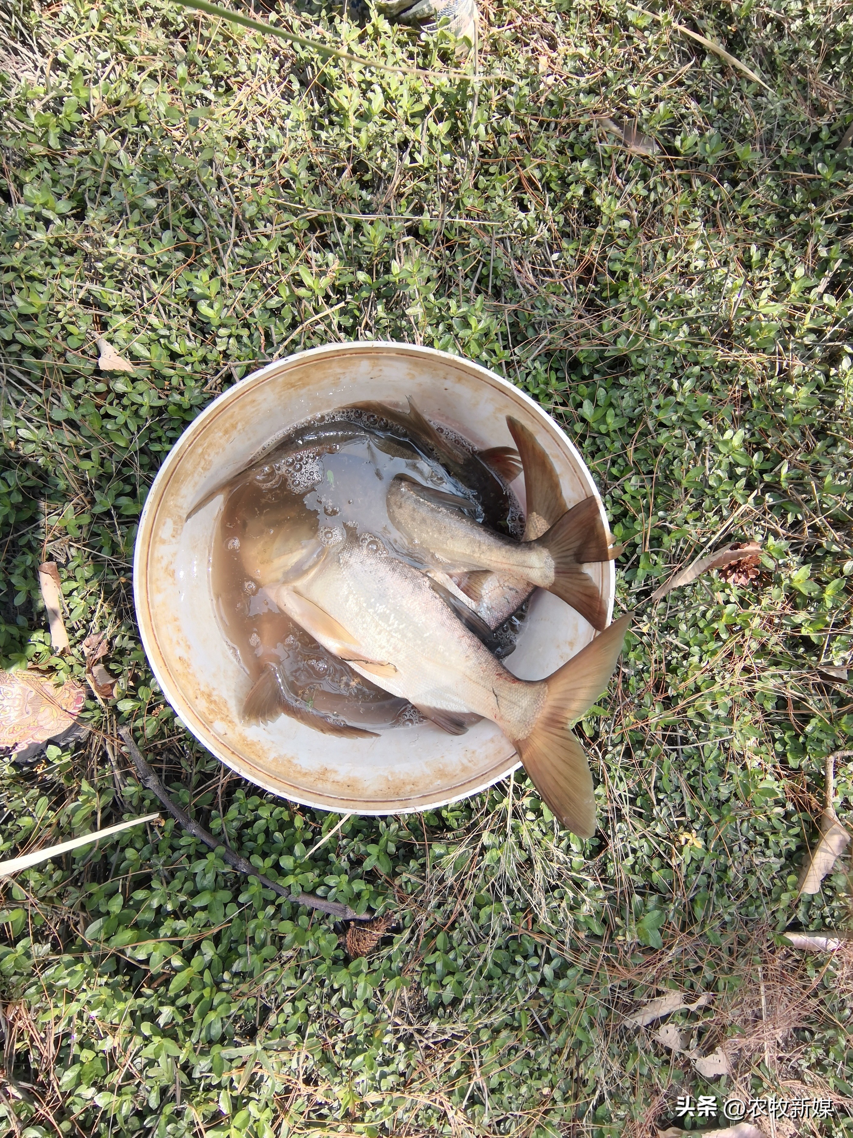 畜牧兽医如何防控禽流感,治疗鸡呼吸道良方