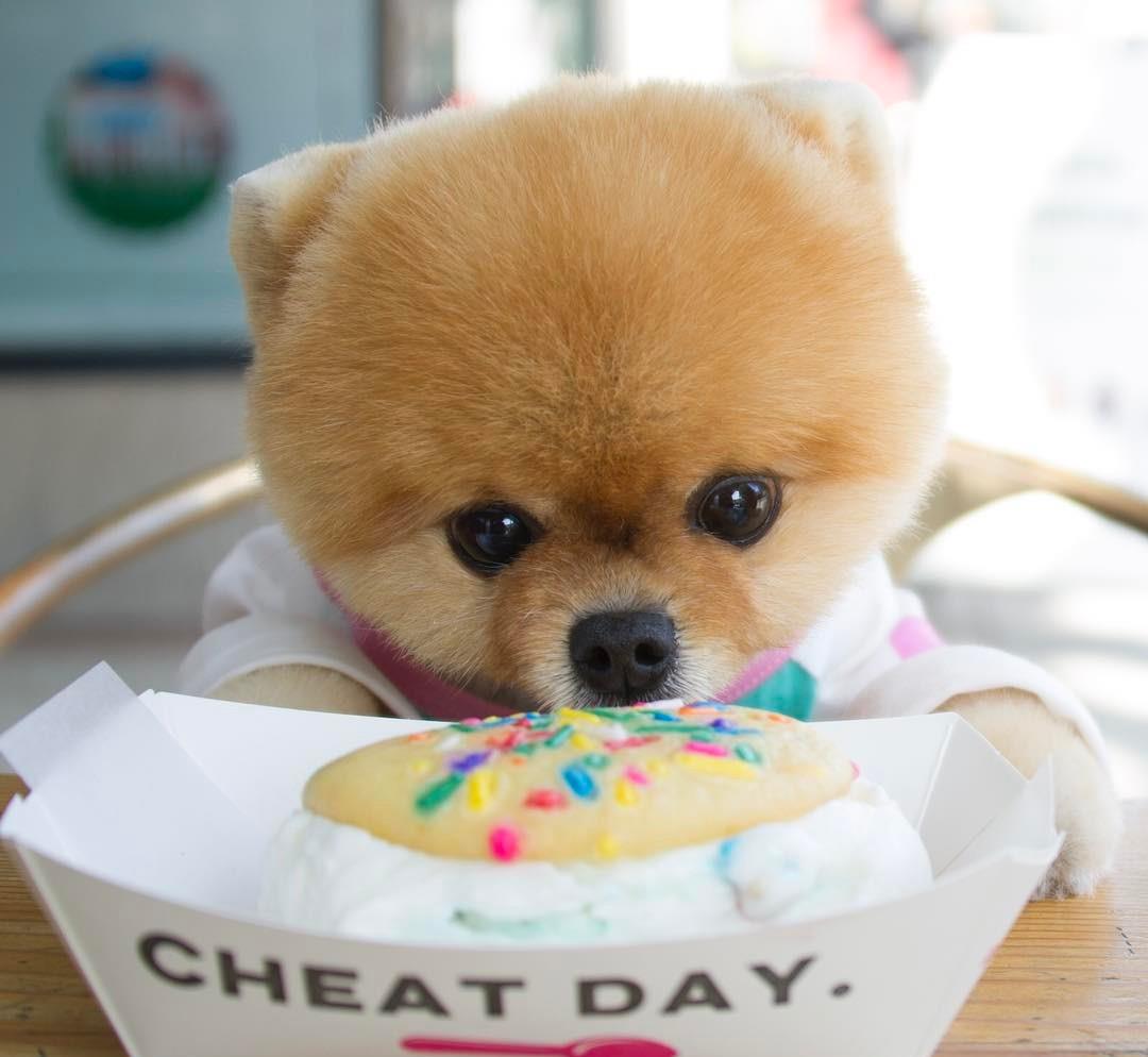 防滑袜子博美,博美专用袜子怎么样的好用