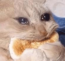 流泪猫猫头原图,最近猫猫头为什么这么火