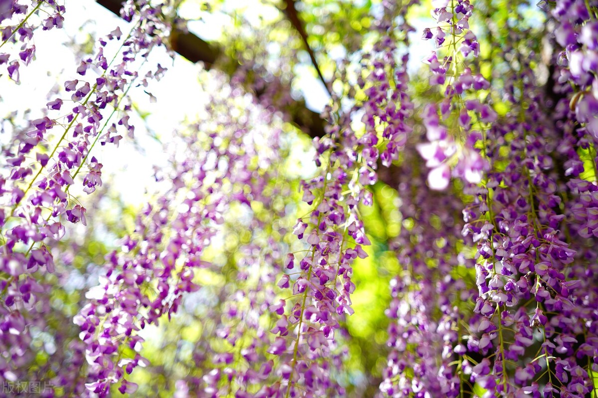 人间最美五月天春季赏樱正当时,5月北京三大赏花公园