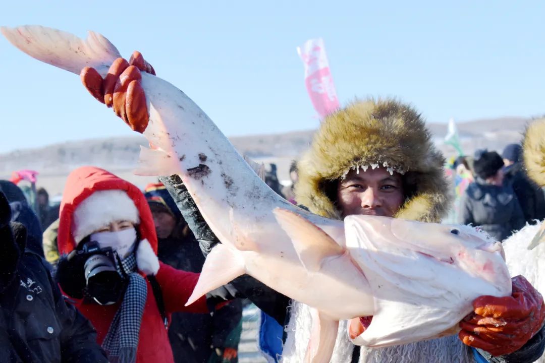 黑龙江兴凯湖大白鱼,兴凯湖特产大白鱼