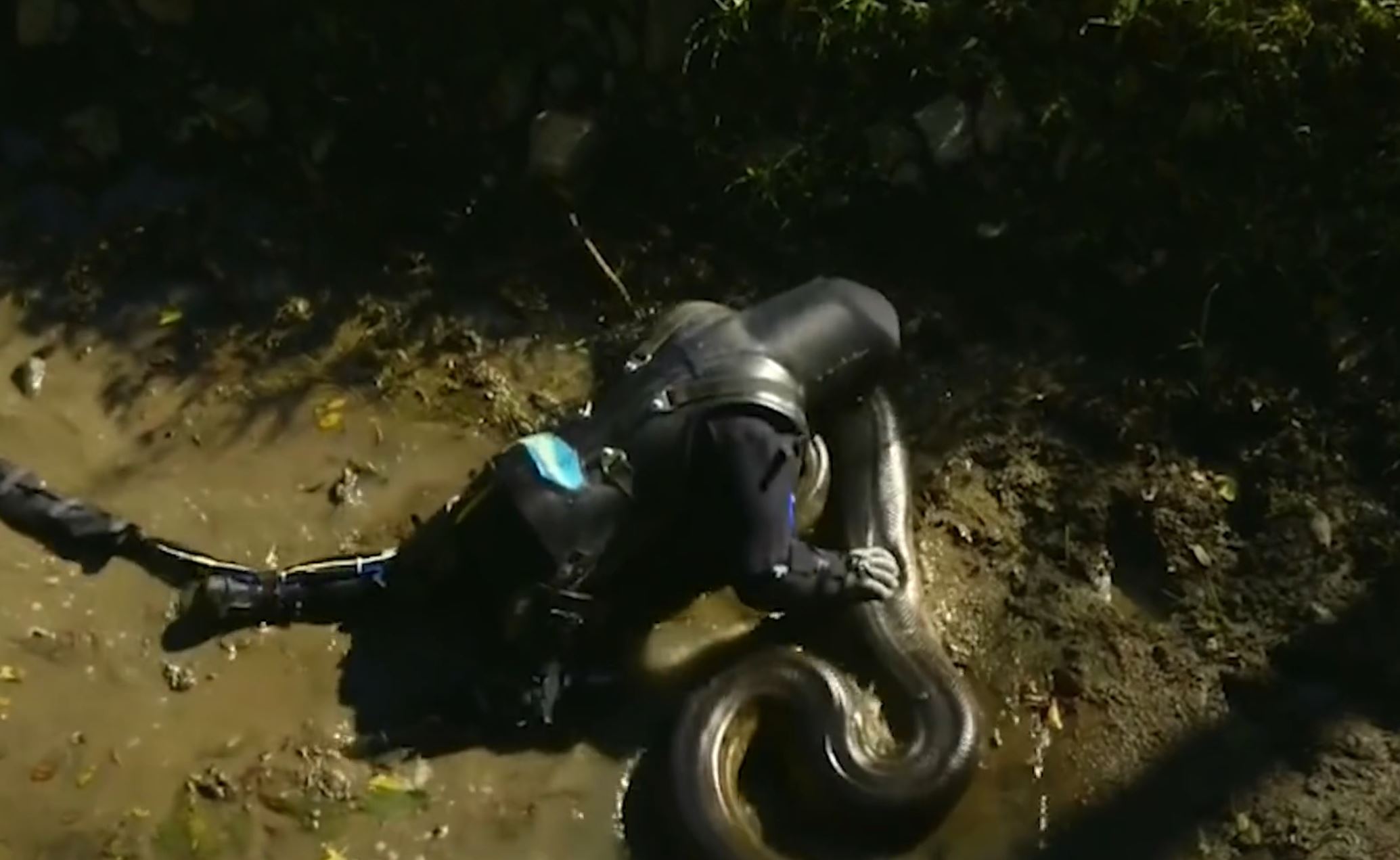 如果被蟒蛇吞下去，能否开膛破肚逃生？