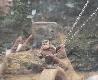 鏂硅劯鐚村瓙妯′豢浜虹殑琛ㄦ儏,鎾炶劯鏂硅劯鐚村瓙鐨勫コ缃戠孩