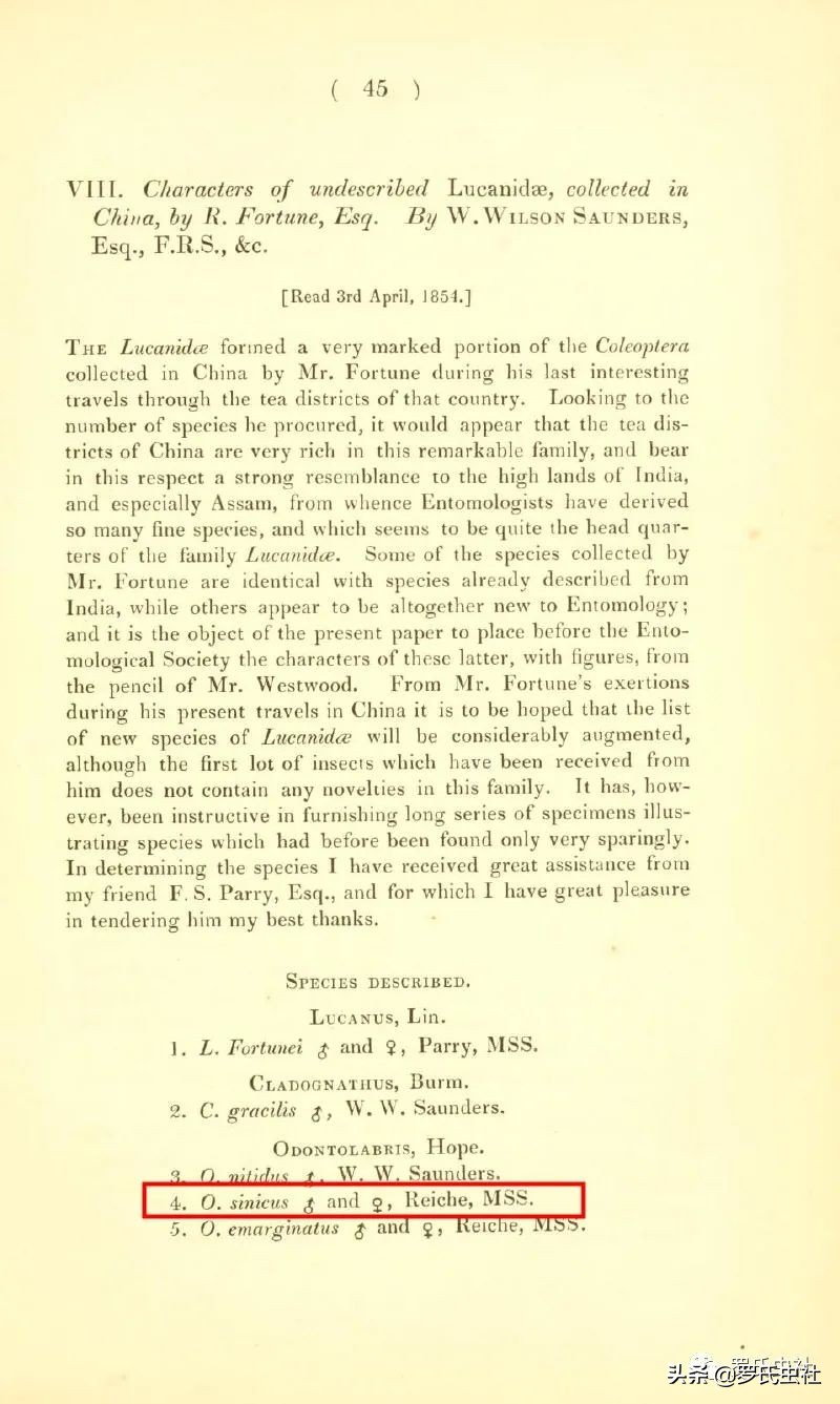 2022年第07期：闲话兜锹，上海本土锹甲的冷知识！|罗氏虫社