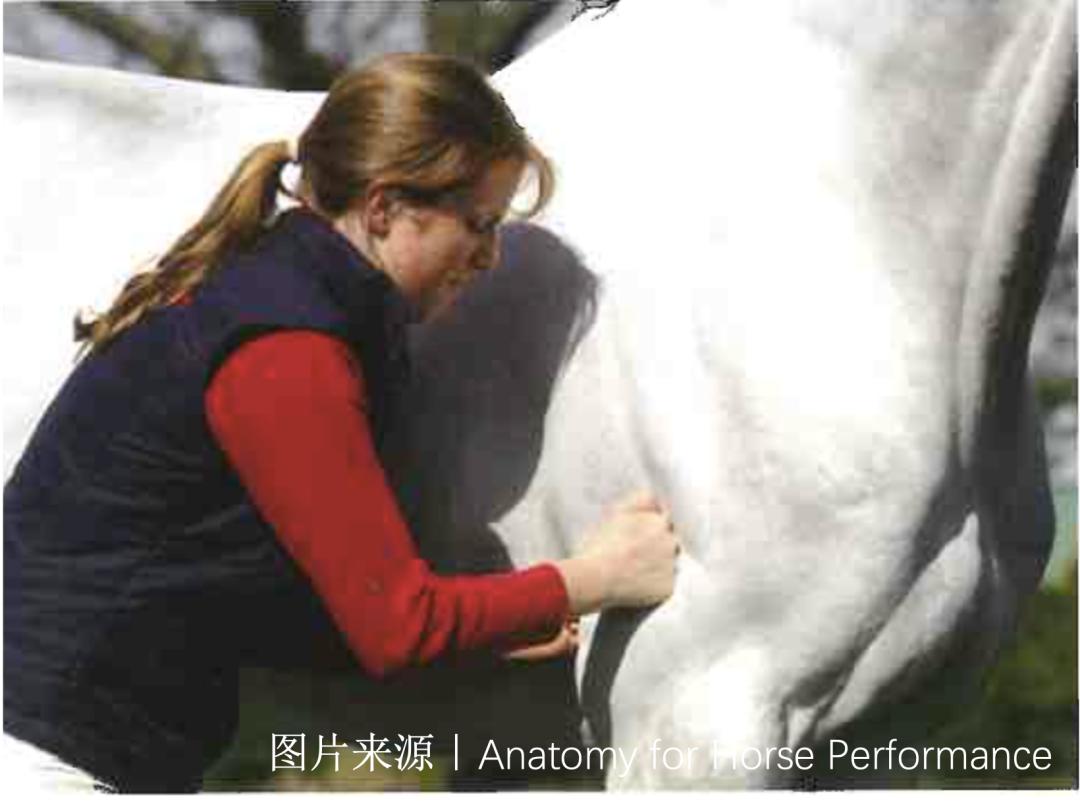 马的神经系统,马功能性训练