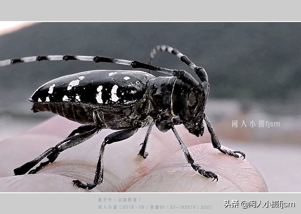 近距离拍摄昆虫小动物,常见昆虫微距摄影活动