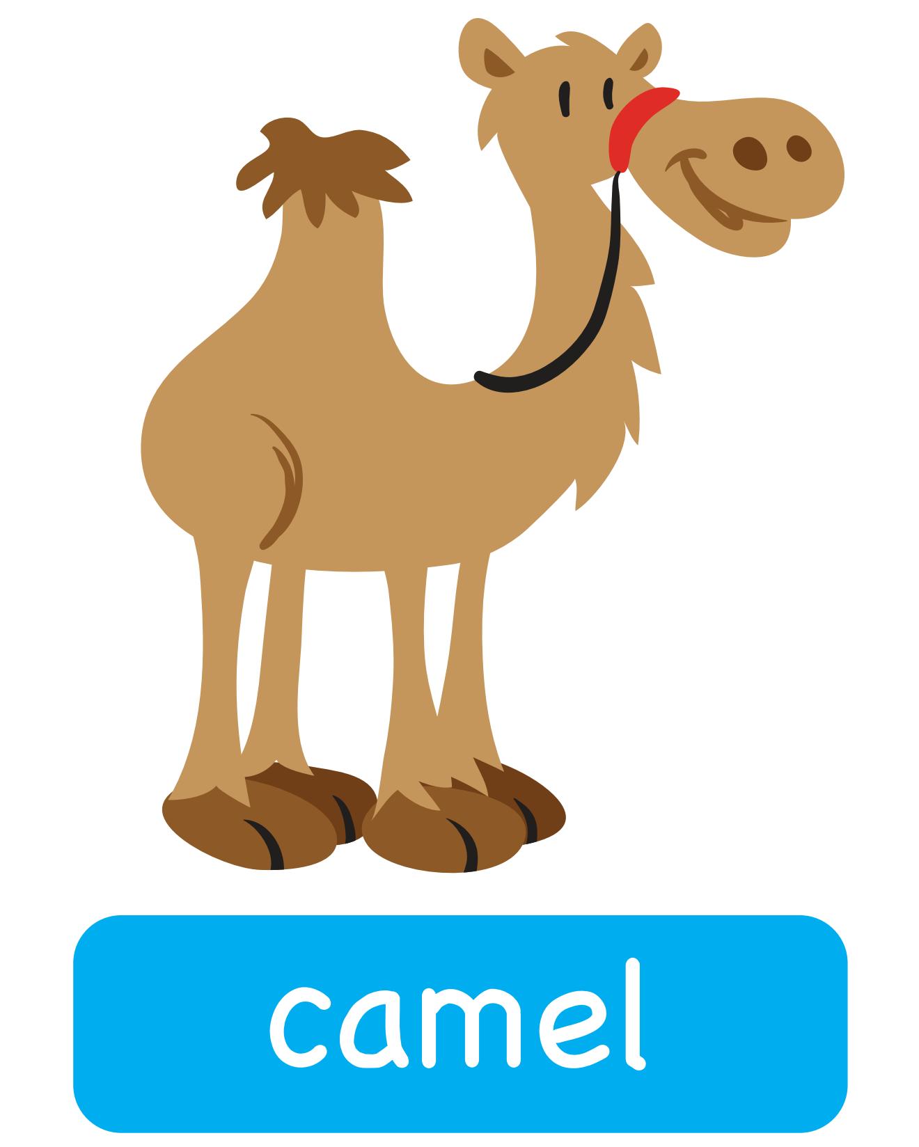 图说英语单词：高清动物类卡片，一图一单词