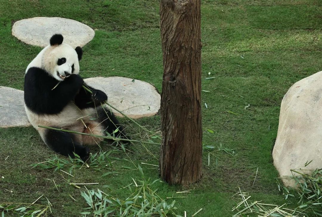 卡塔尔是一个怎样的国家,卡塔尔和哪个国家关系好