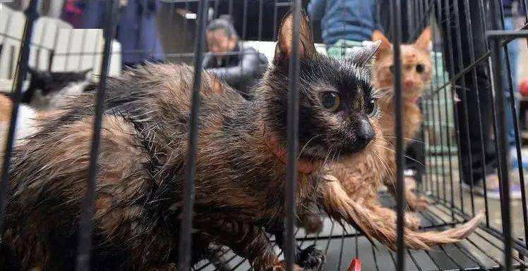 猫咪终究没能避开越南人的屠刀,越南人日食上万只猫,为啥爱吃猫