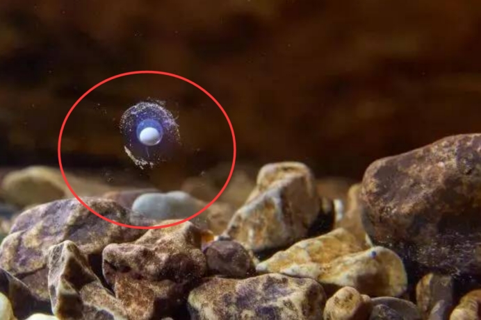 地球最像龙的人物,地球上最像外星物种的动物是章鱼