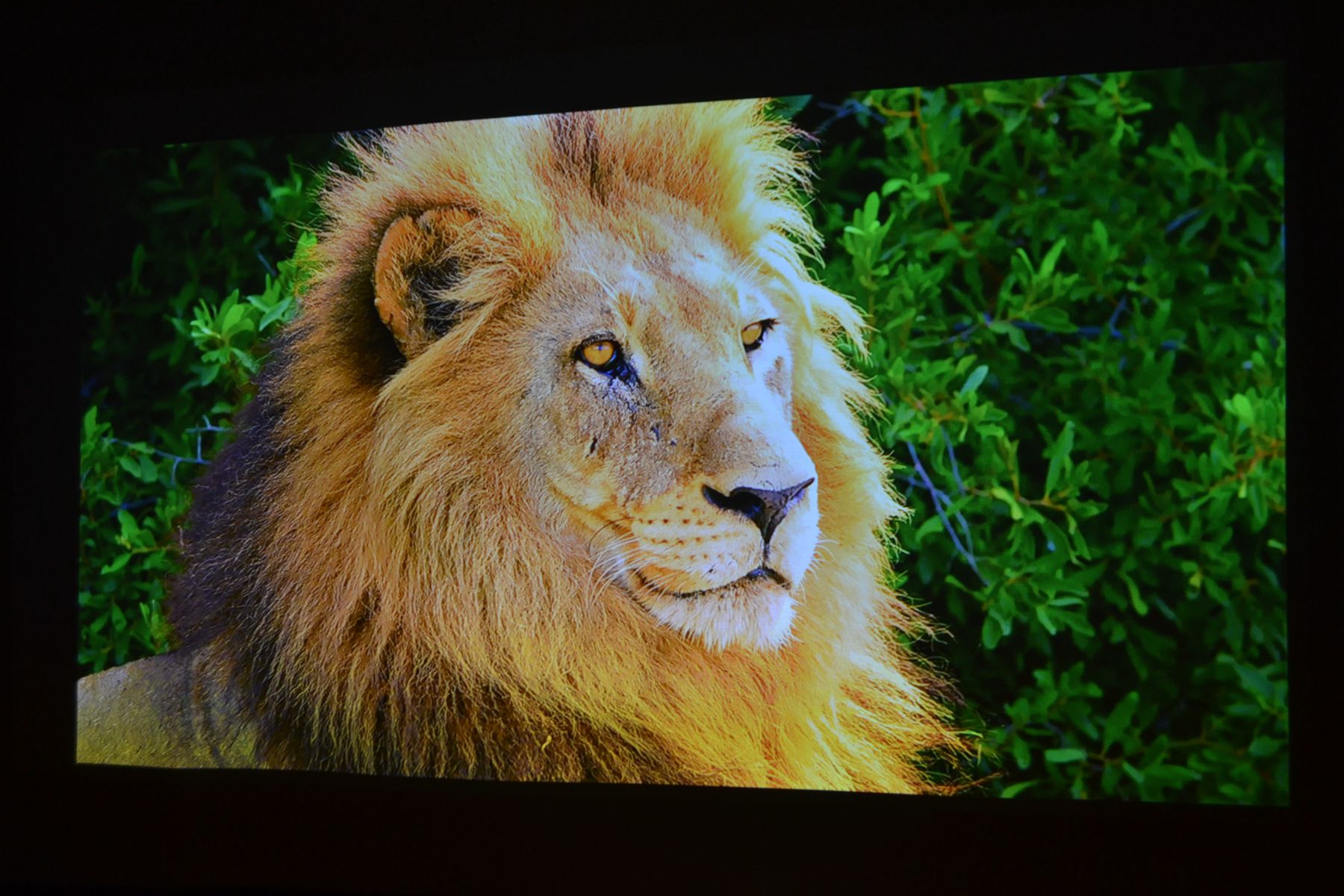 当贝x5投影可以投影多少寸,当贝x5投影评测