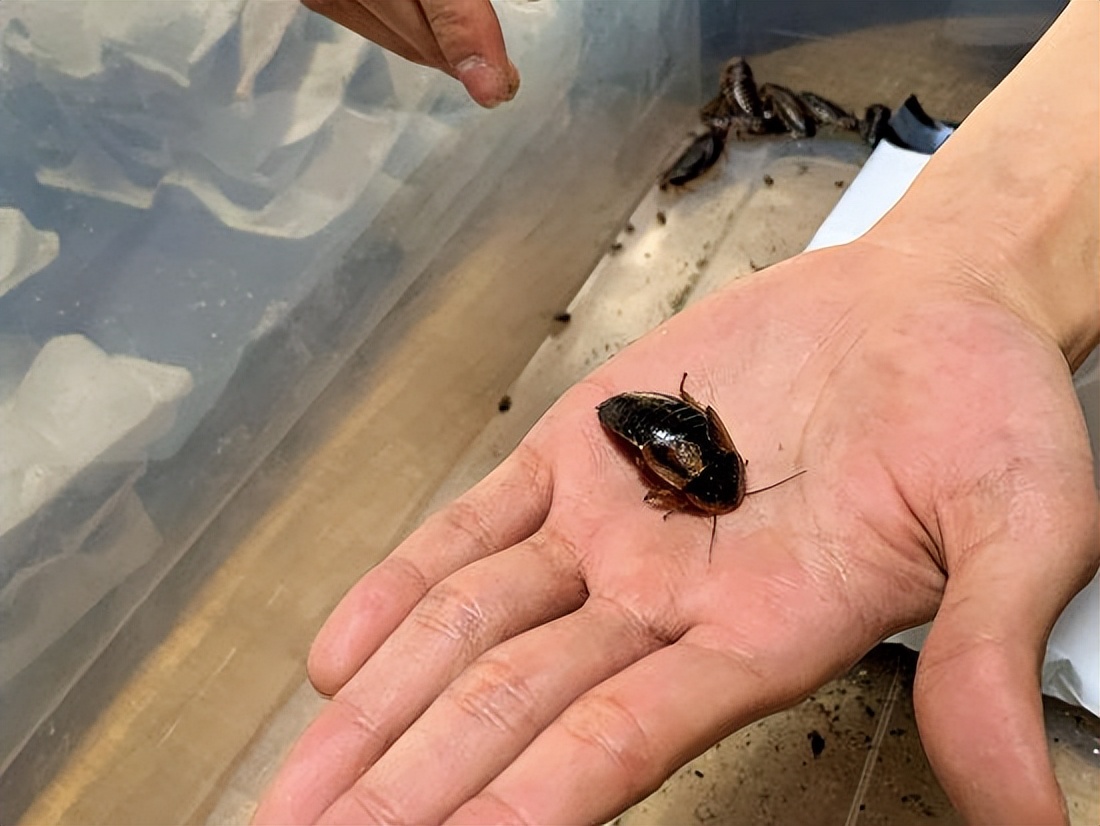 日本蟑螂有多大,日本蟑螂多少钱