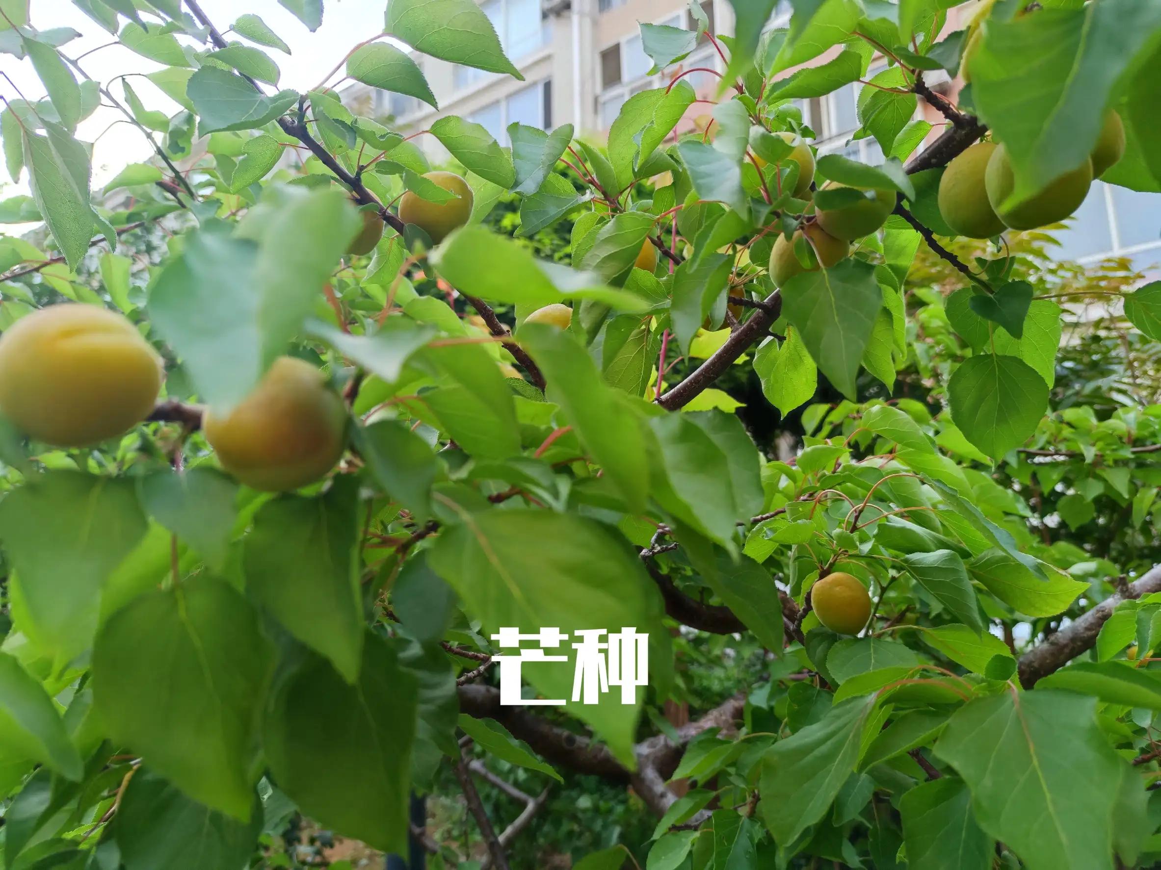 明日芒种吃什么最好,明日入伏不做六件事