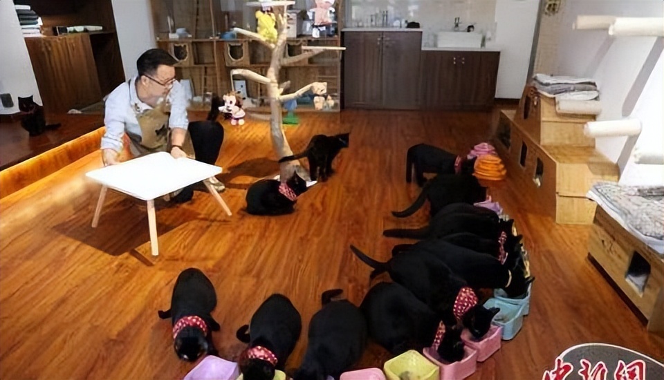 辛巴辛选618让消费更平等，武汉一猫咪咖啡馆：帮流浪动物找新家