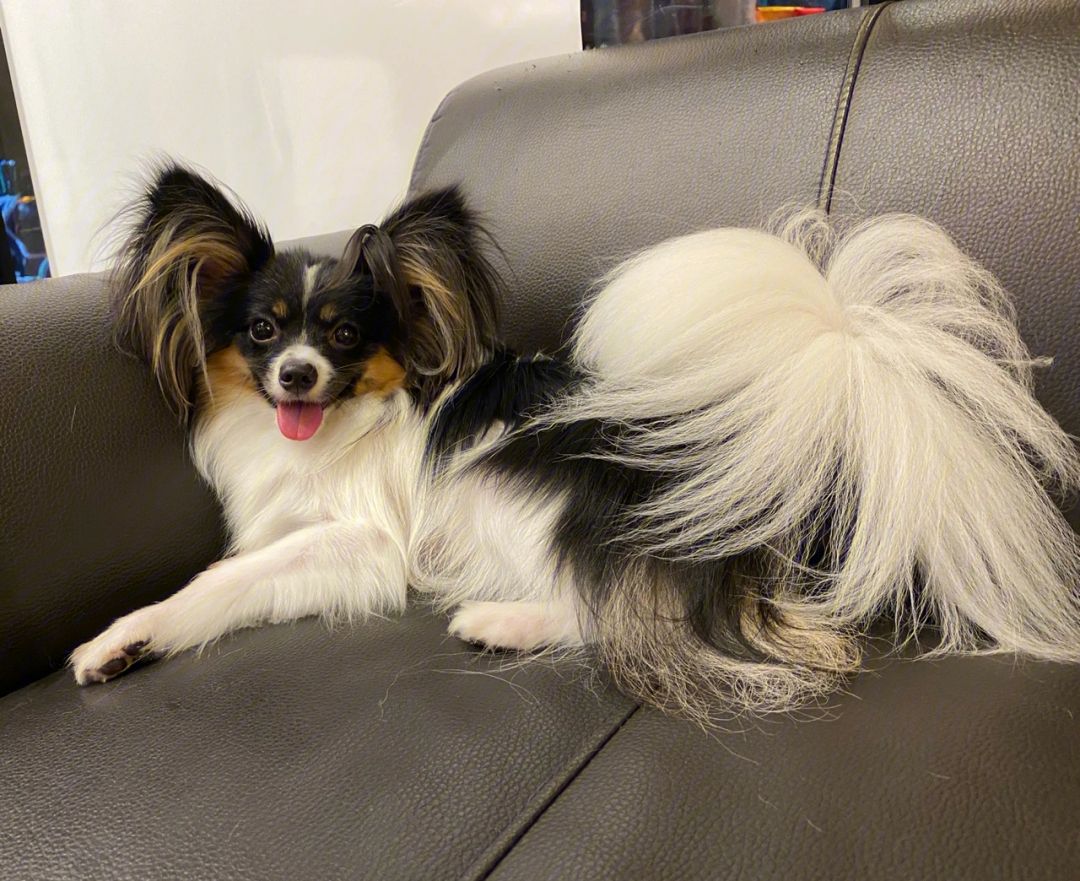 5种宠物店不推荐的狗便宜又好养,这3种狗很可怕有钱都不建议养