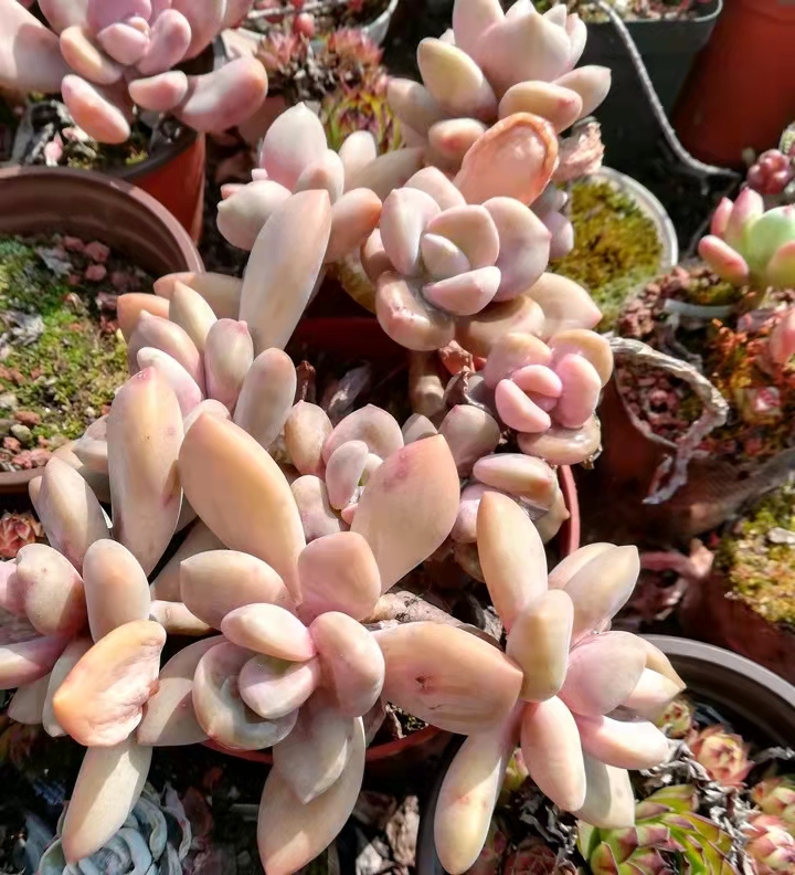 在别人家房顶上捡免费的多肉,农村里捡野生多肉