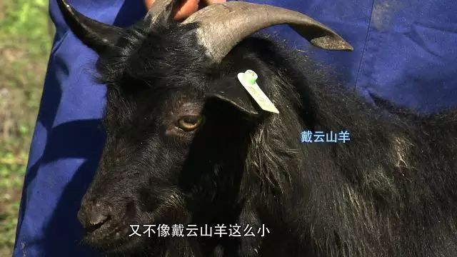 硕士回村做养殖一年净赚10万元,养山羊一年赚40万