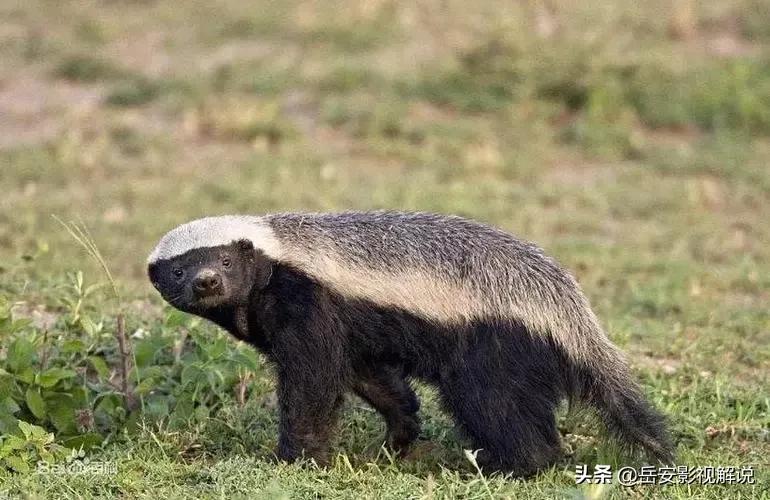 世界上最聪明的动物第一名蜜獾,哪种动物与平头哥蜜獾长的最像
