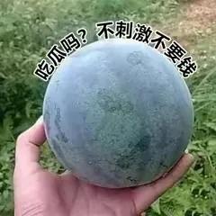 吃瓜群众表情包组成教程,一只安静的吃瓜群众表情包