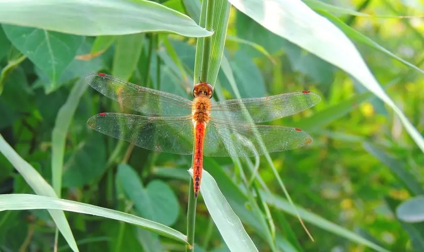 蜻蜓为什么只在夏天出现呢,很多蜻蜓聚集在一处是什么原因