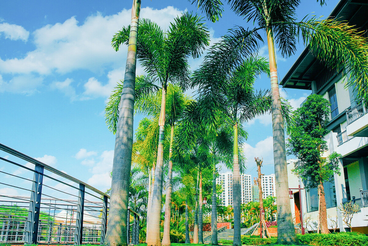 冬季避寒还是得去云南西双版纳,云南版纳哪些地方值得去