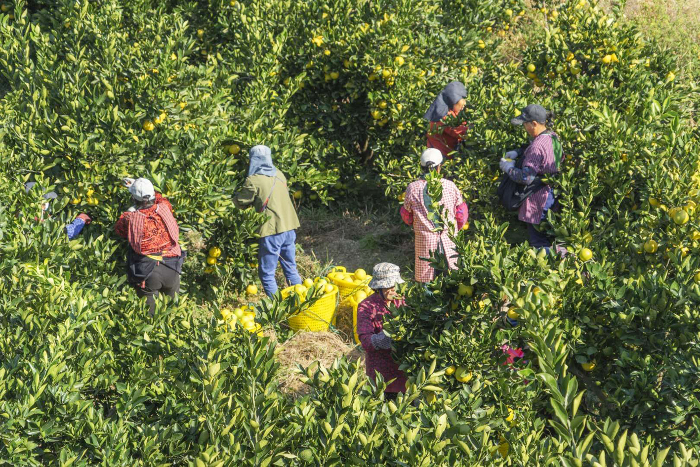 反映中国农村向城市变迁的纪录片,中国农村改革40年纪录片