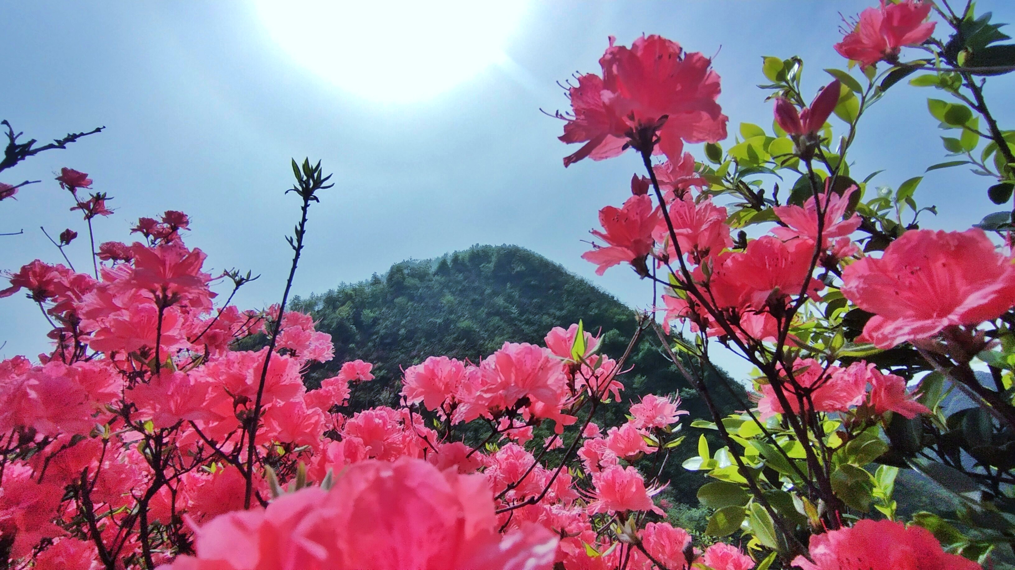 春色满园、百花争艳,究竟哪首“花歌”最惊艳?