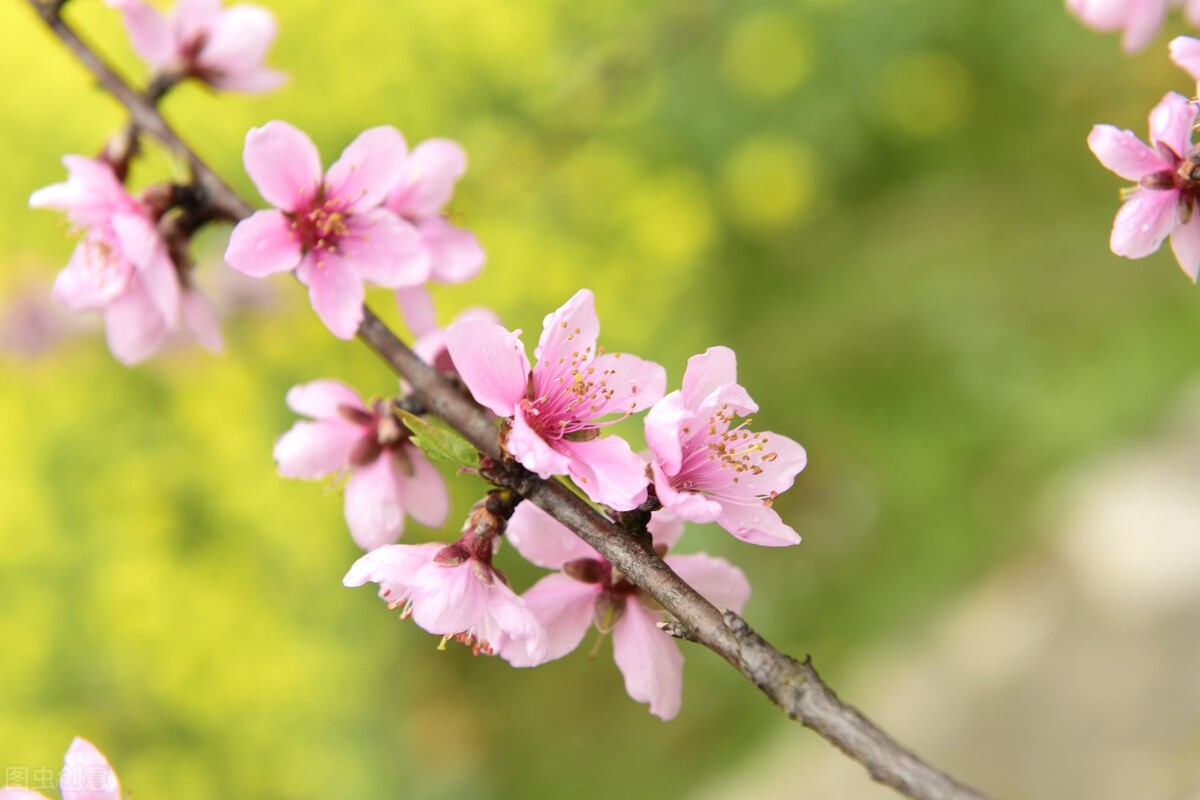 七绝桃花源,七绝碧桃花