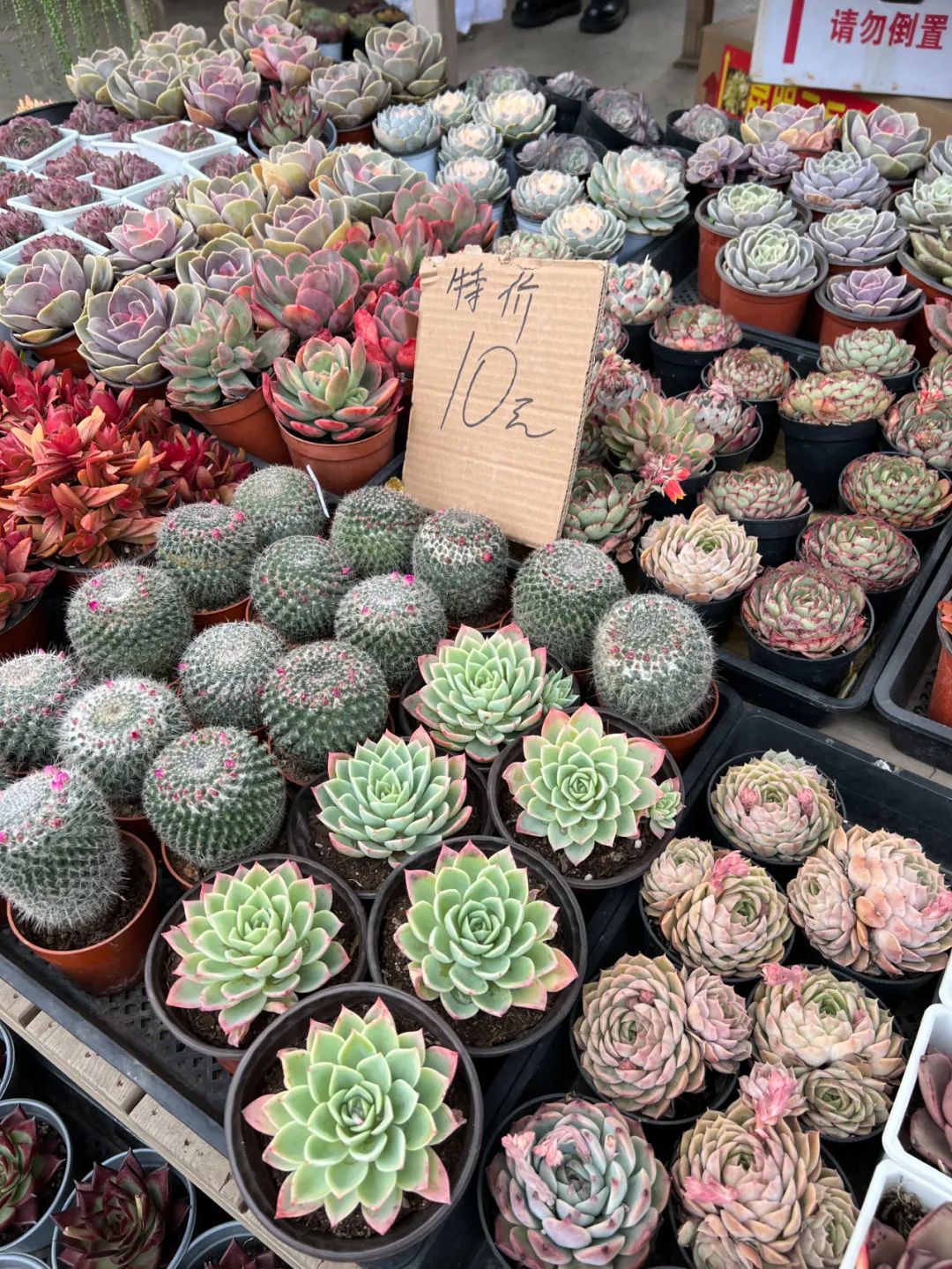 情人节哪个地方卖玫瑰花最畅销,情人节哪里买玫瑰最便宜