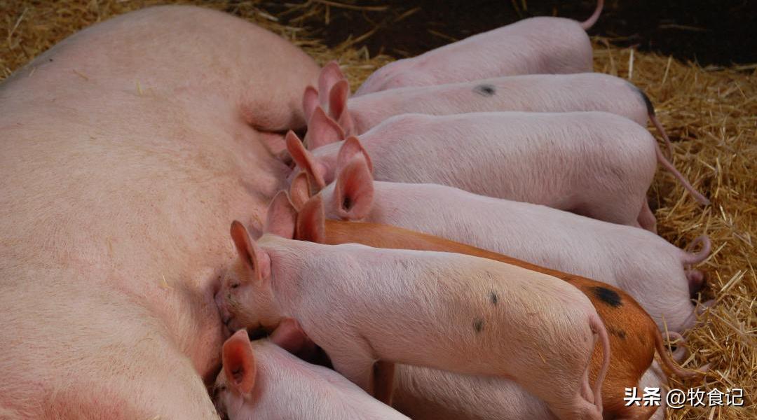 上市猪企上半年巨亏仅一家赚钱,中国十大猪企利润暴增