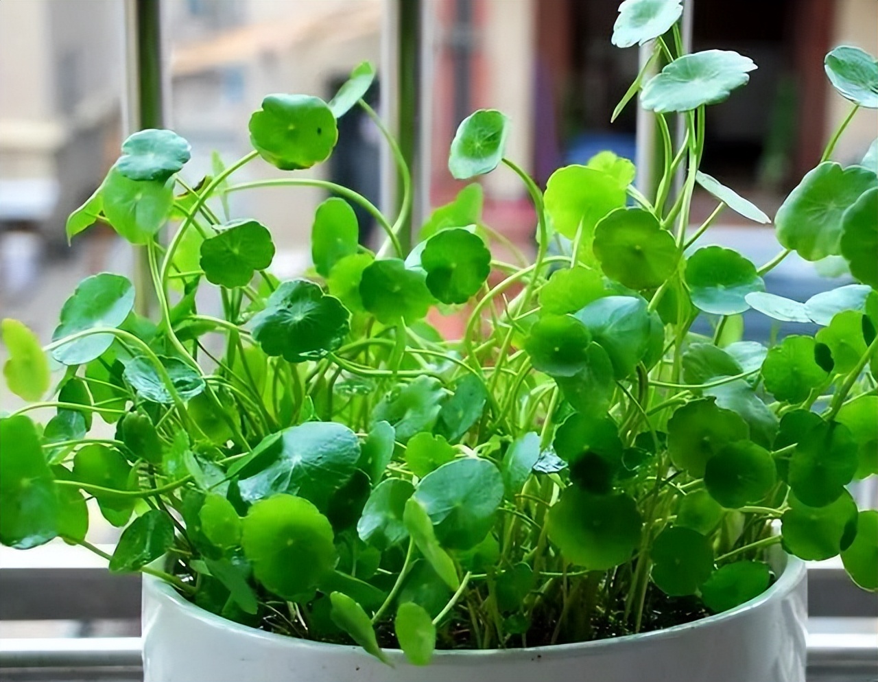 这几种花不怕晒又好养放心购买,这五种盆栽真心值得养